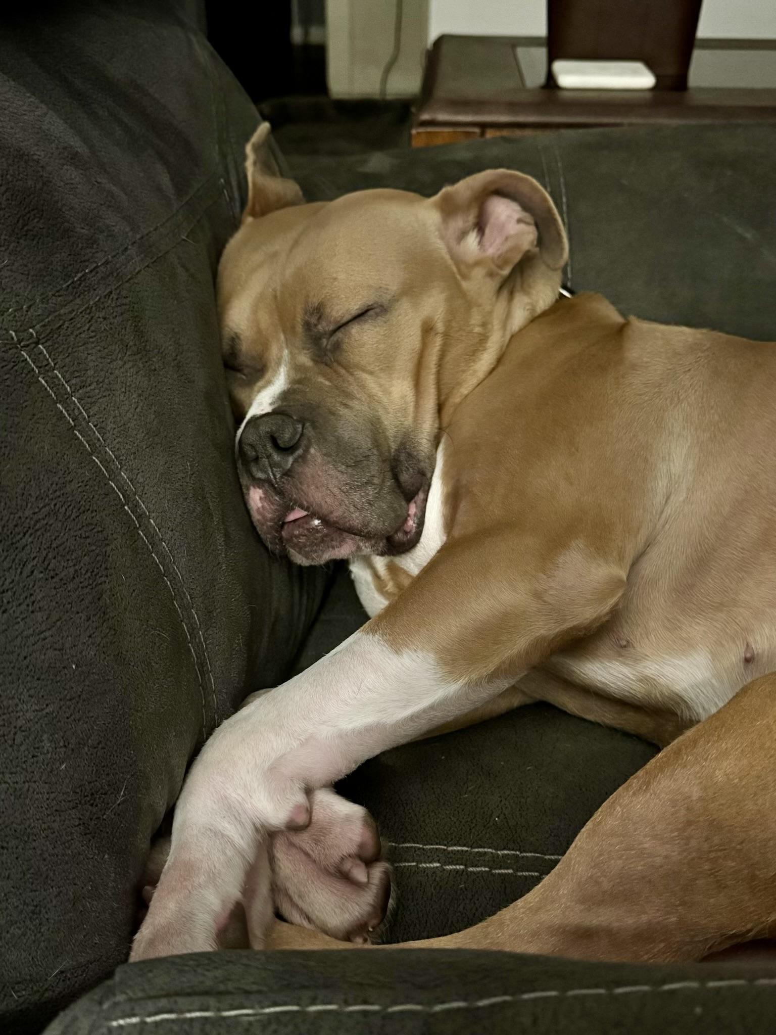 DOBBY , ADOPTABLE, Adult Male American Bully & Boxer.