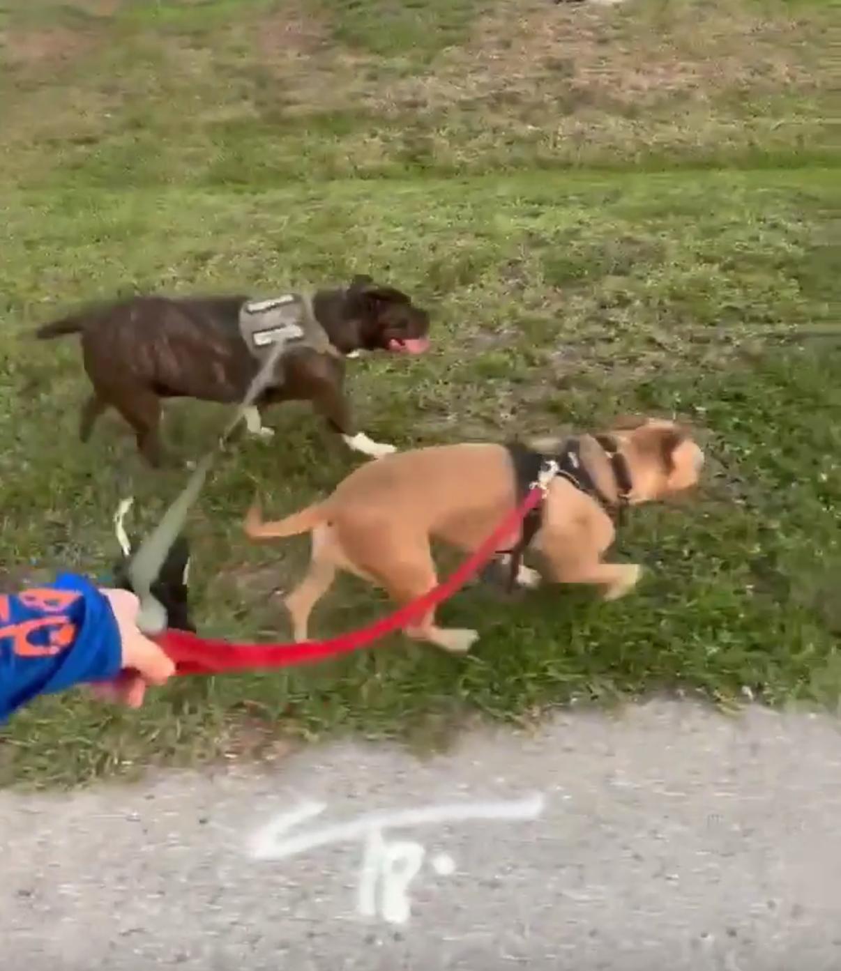 DOBBY , a ADOPTABLE mixed breed in ESTERO, FL image 4/4