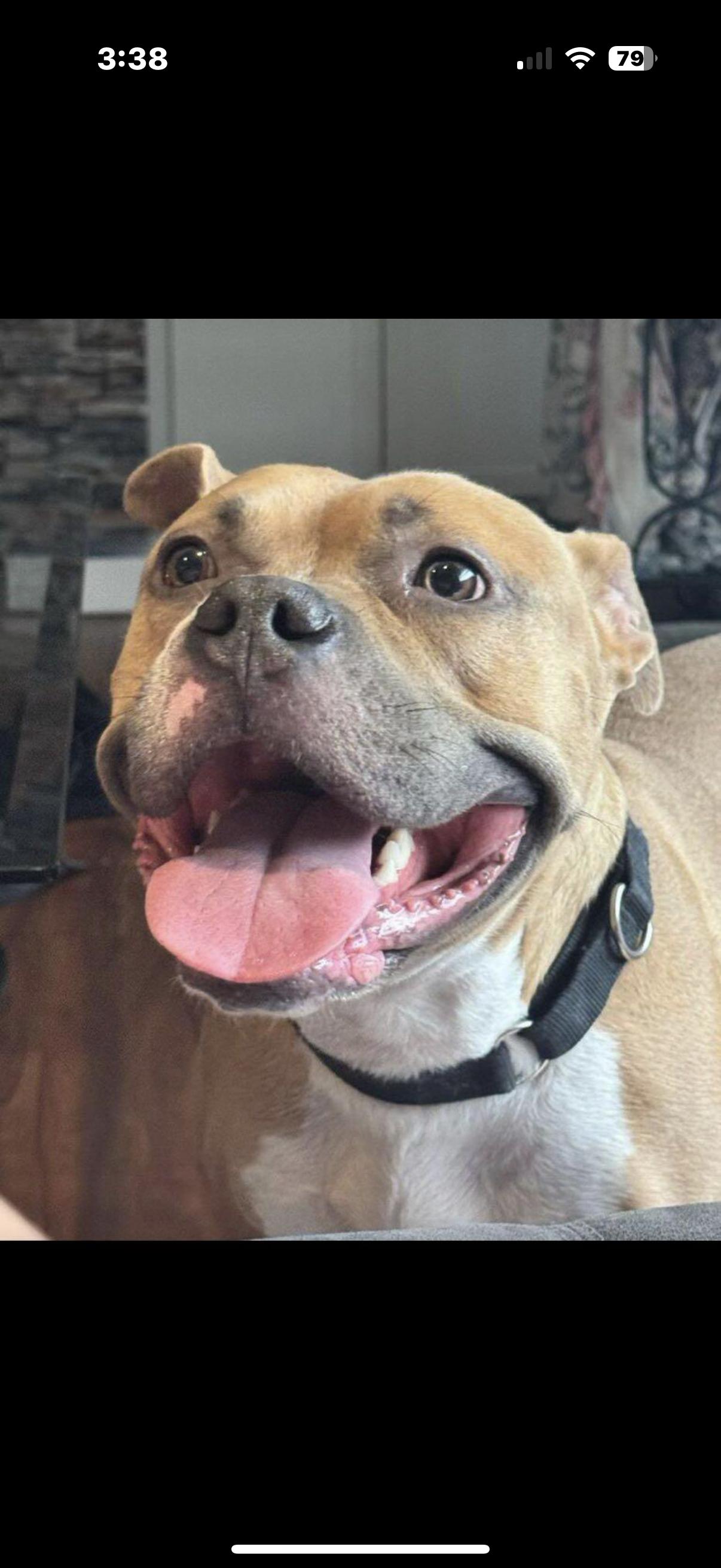 DOBBY , a ADOPTABLE mixed breed in ESTERO, FL image 3/4