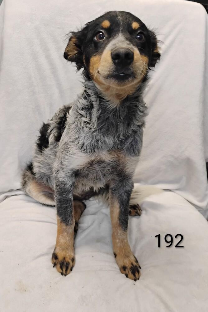 Enlarge Jolene #192, a Adoptable Australian Cattle Dog / Blue Heeler in New Lexington, OH image 1/1