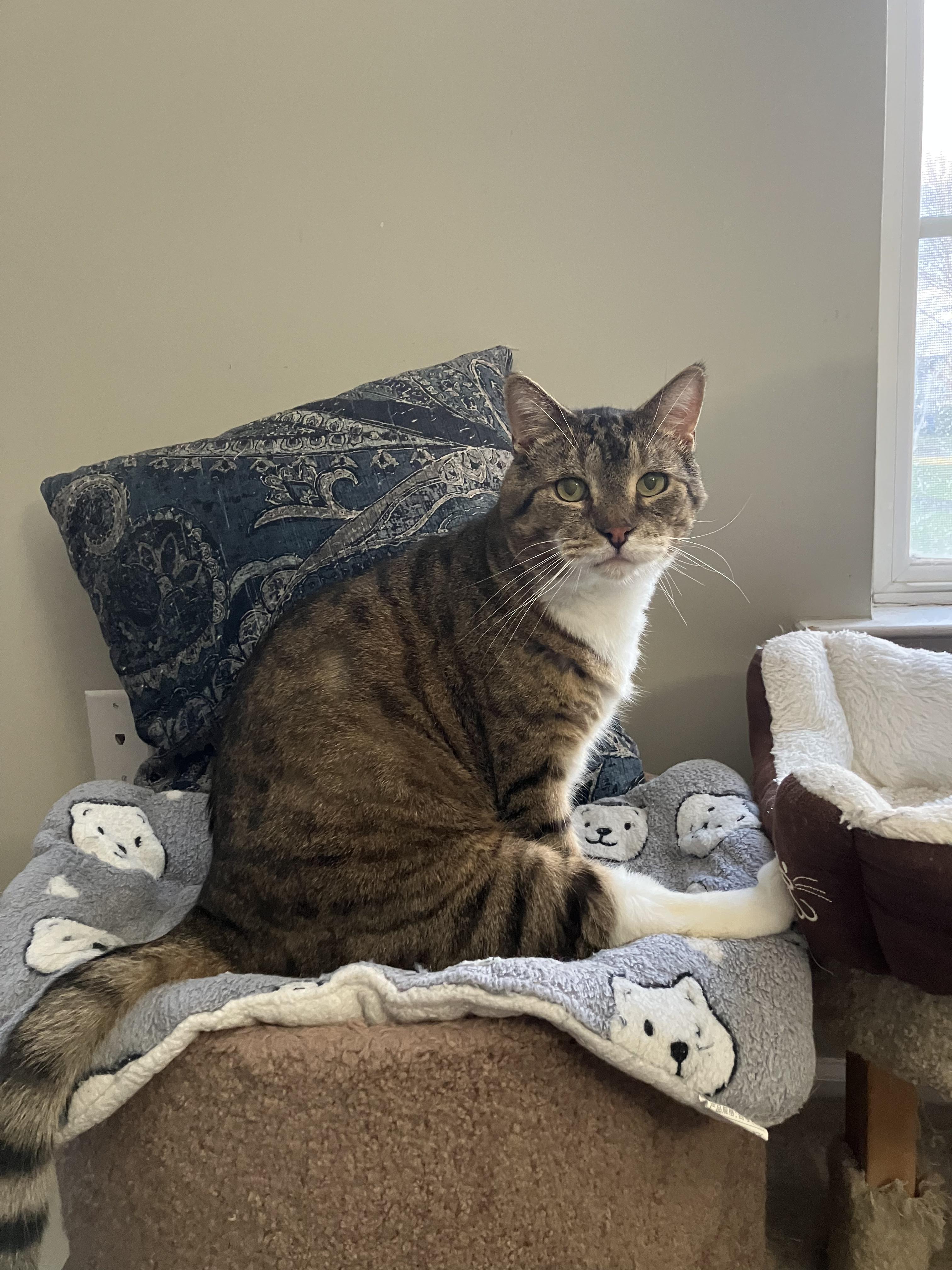 Joe, Adult Male Domestic Short Hair