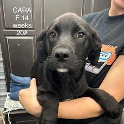 Cara, Adoptable, Young Female Black Labrador Retriever.