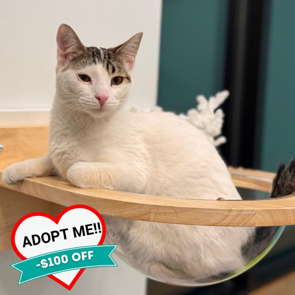Enlarge Snowman, a Adoptable Domestic Short Hair in Wheeling, IL image 1/6