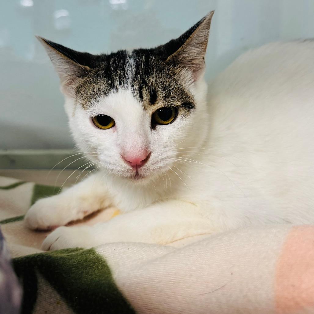 Snowman, Adoptable, Young Male Domestic Short Hair.