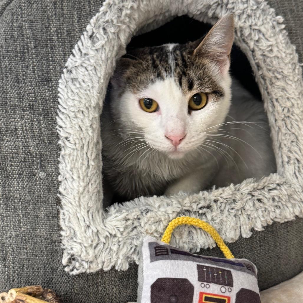 Enlarge Snowman, a Adoptable Domestic Short Hair in Wheeling, IL image 2/4