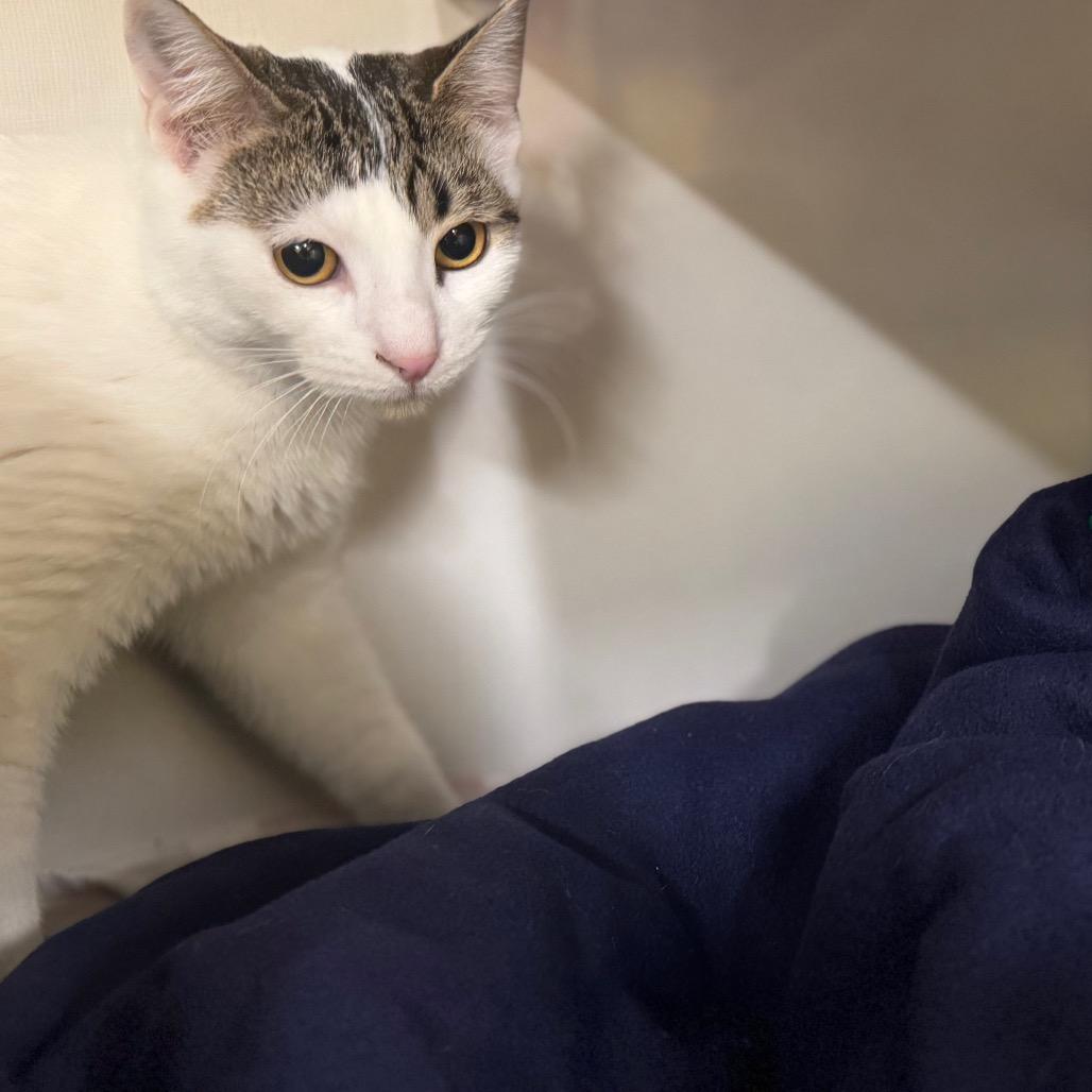 Enlarge Snowman, a Adoptable Domestic Short Hair in Wheeling, IL image 3/4