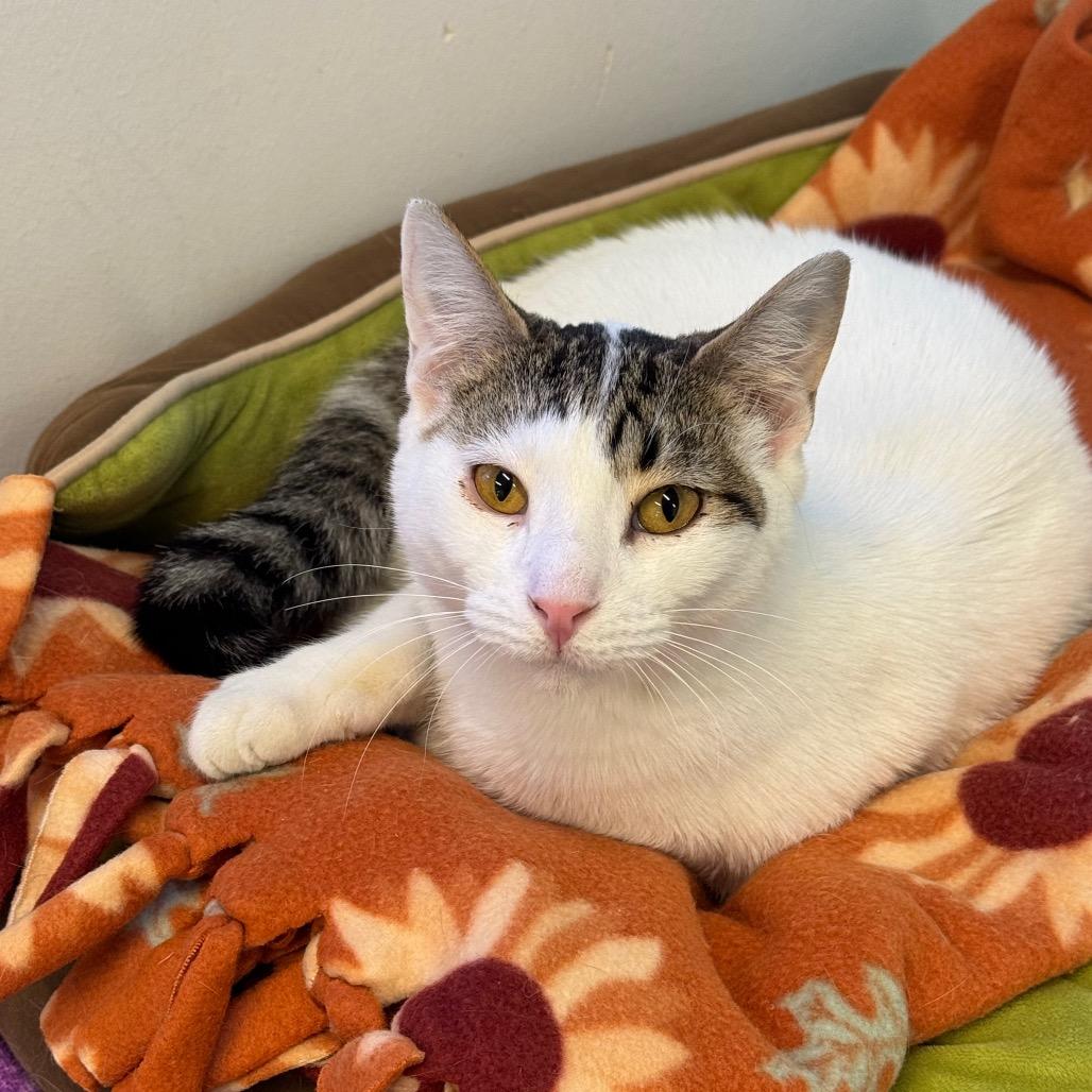 Enlarge Snowman, a Adoptable Domestic Short Hair in Wheeling, IL image 4/6