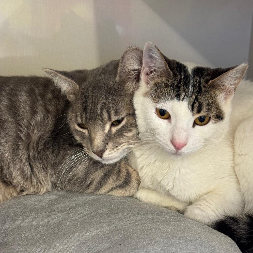 Enlarge Snowman, a Adoptable Domestic Short Hair in Wheeling, IL image 4/4