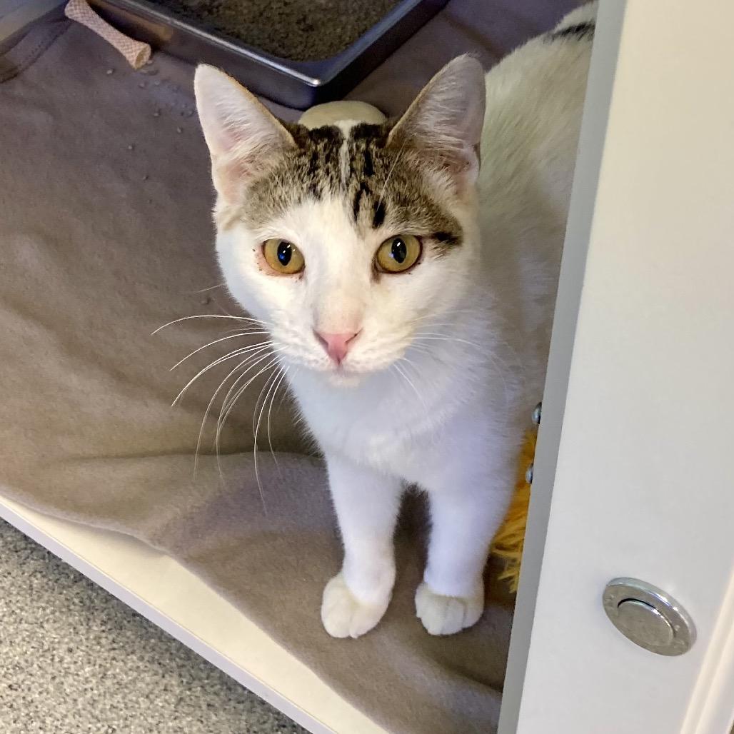 Snowman, a Adoptable Domestic Short Hair in Wheeling, IL image 6/6