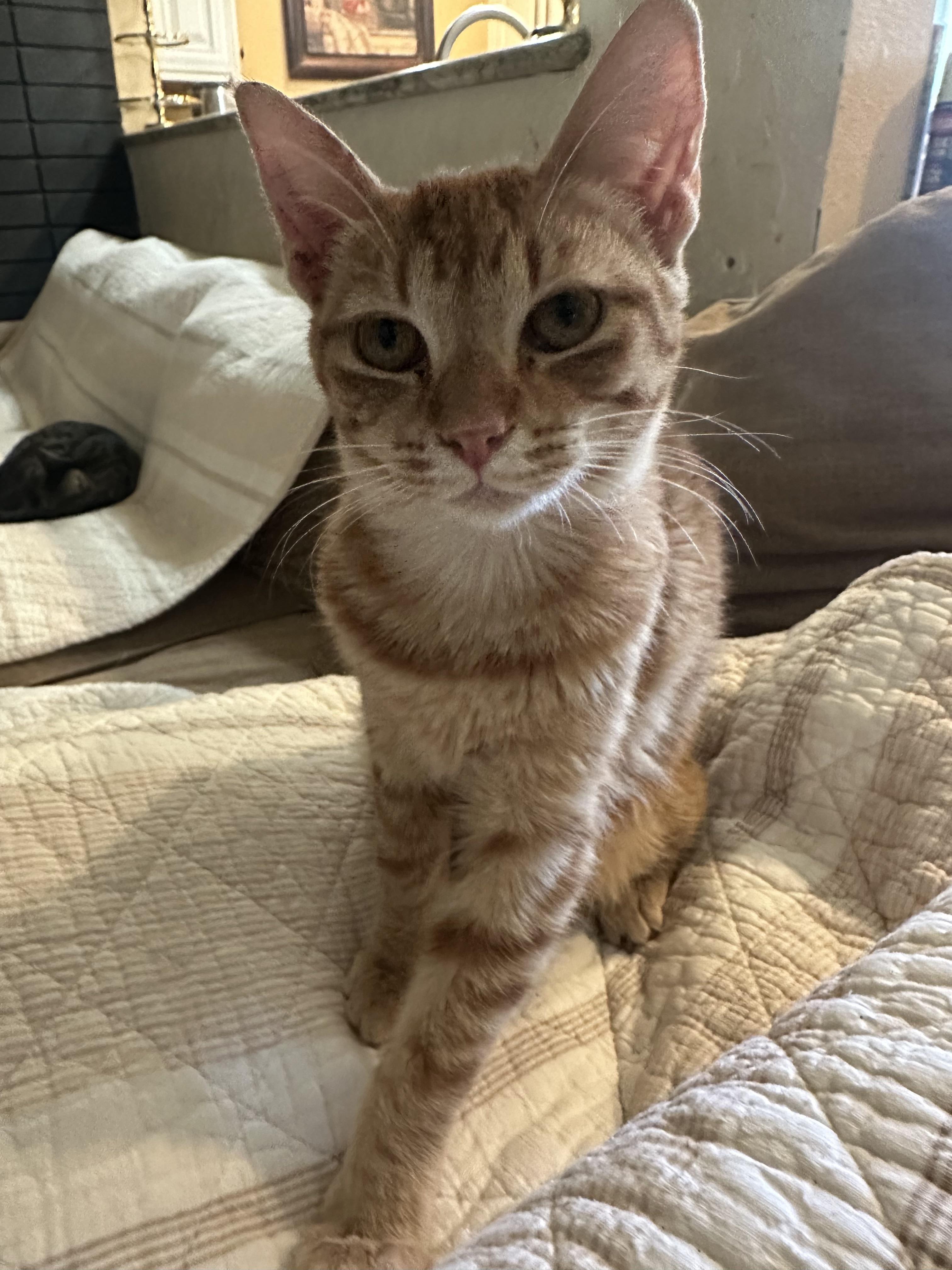 Enlarge Cody, a ADOPTABLE Tabby in Monrovia , CA image 1/1