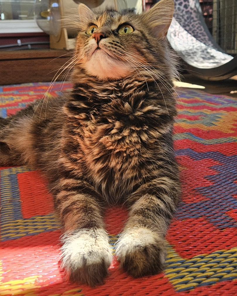 Habibi, Adopted, Adult Female Torbie.