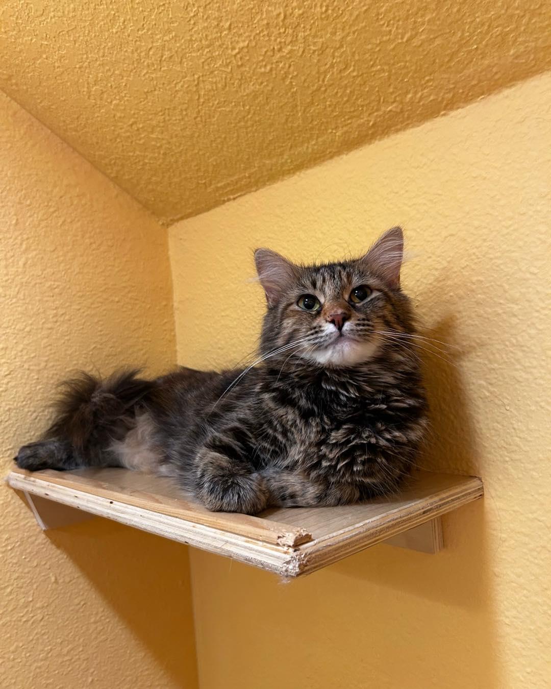 Enlarge Habibi, a Adopted Torbie in Portland, OR image 2/4