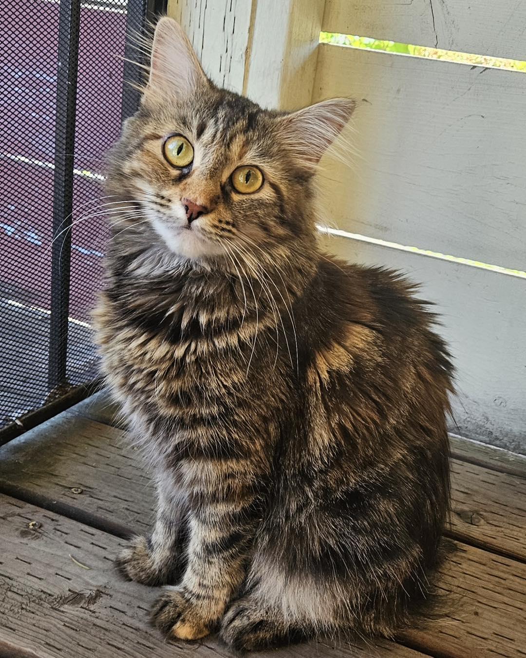 Enlarge Habibi, a Adopted Torbie in Portland, OR image 3/4