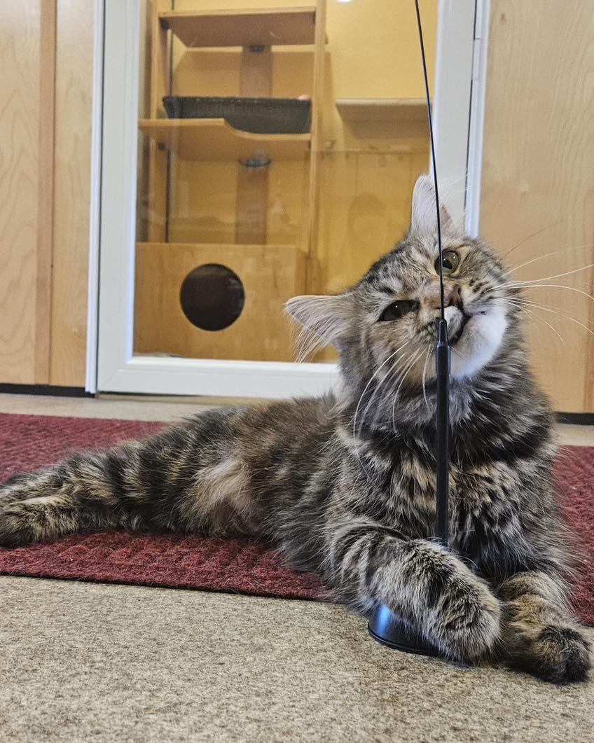 Enlarge Habibi, a Adopted Torbie in Portland, OR image 4/4