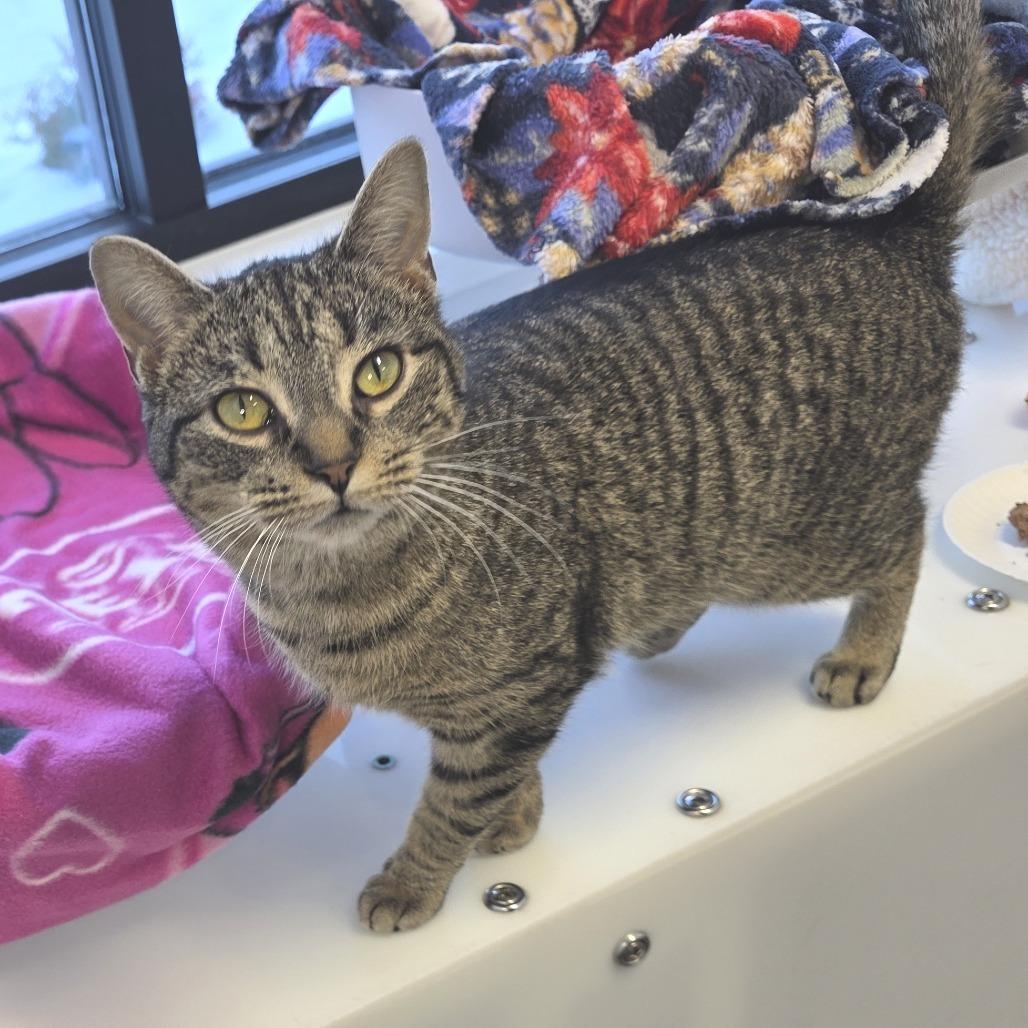 Enlarge Junior, a Adoptable Domestic Short Hair in Fort Wayne, IN image 2/5