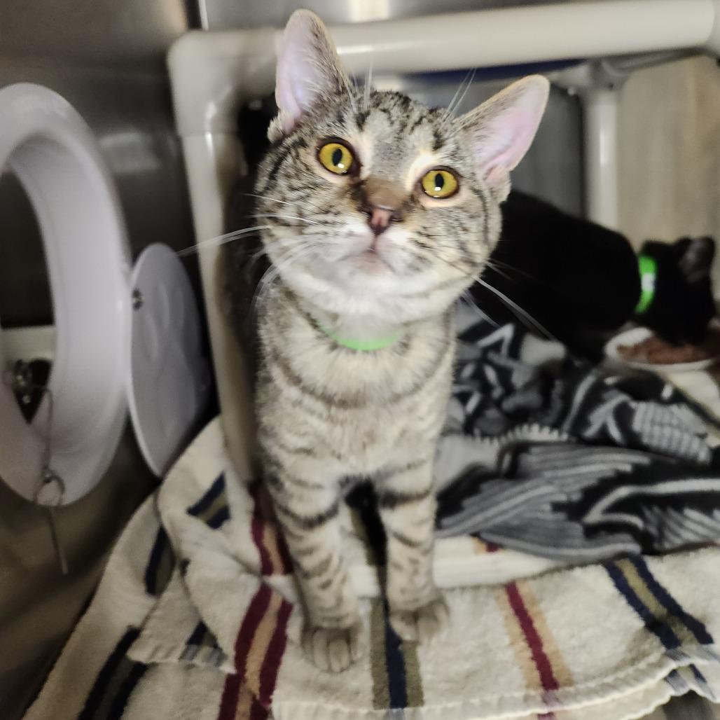 Enlarge Junior, a Adoptable Domestic Short Hair in Fort Wayne, IN image 5/5