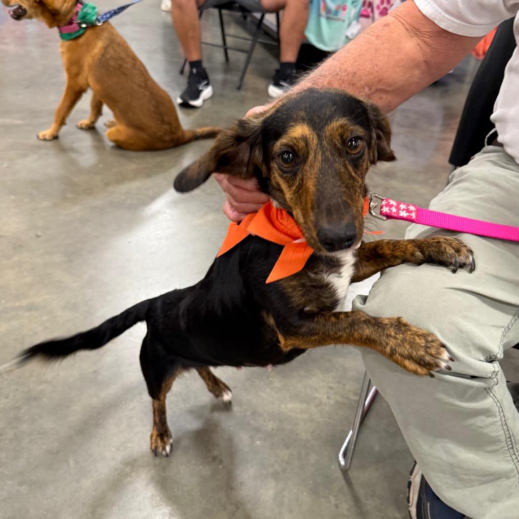 Wabi-Sabi, Adoptable, Adult Female Dachshund & Mixed Breed.