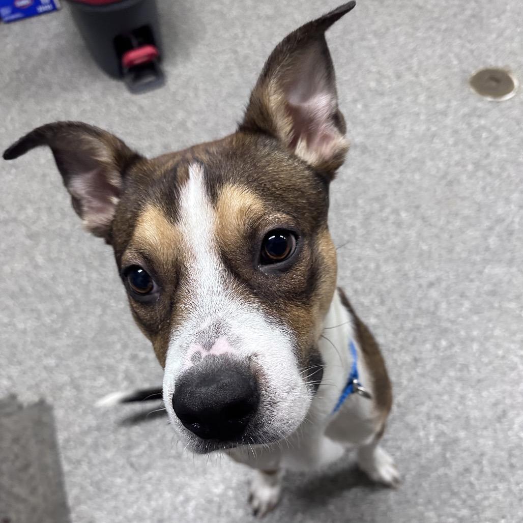 Peso, Adoptable, Young Female Mixed Breed.