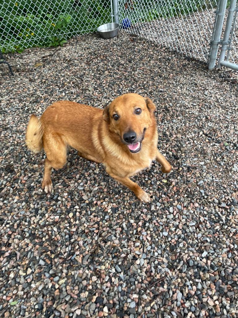 Enlarge Copper, a Adopted Shepherd in Virginia, MN image 1/1