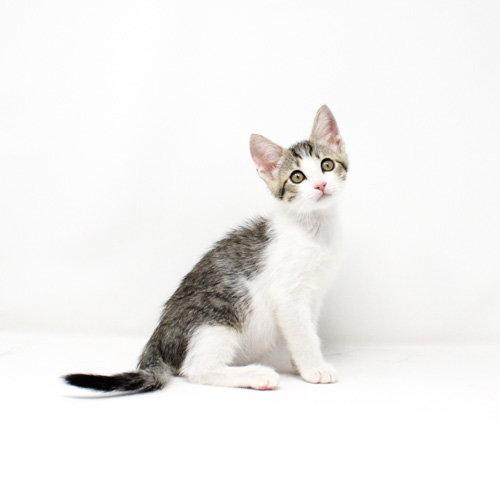 Spruce, Adopted, Kitten Male Domestic Short Hair.
