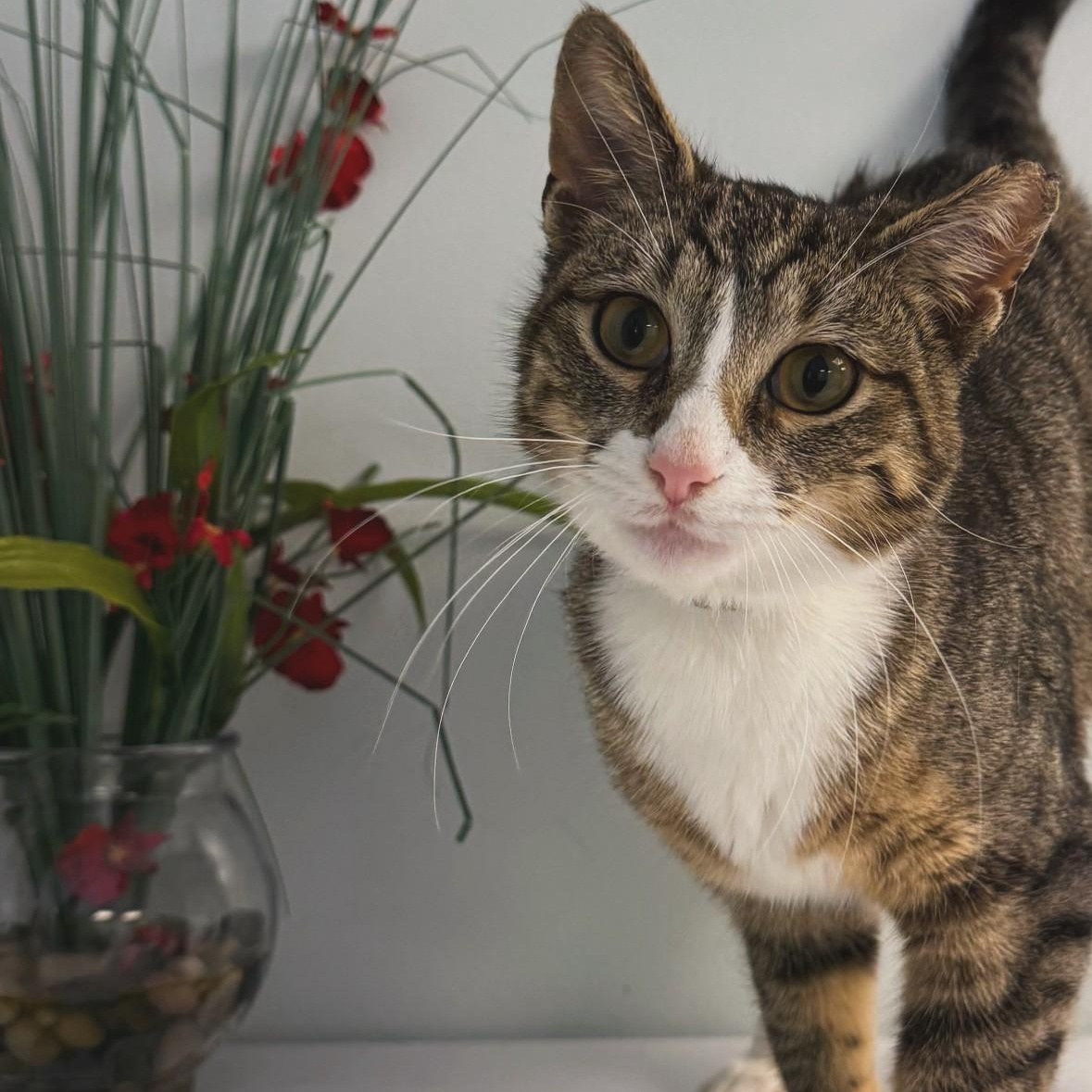 Peppermint Patty , ADOPTABLE, Adult Female Domestic Short Hair.