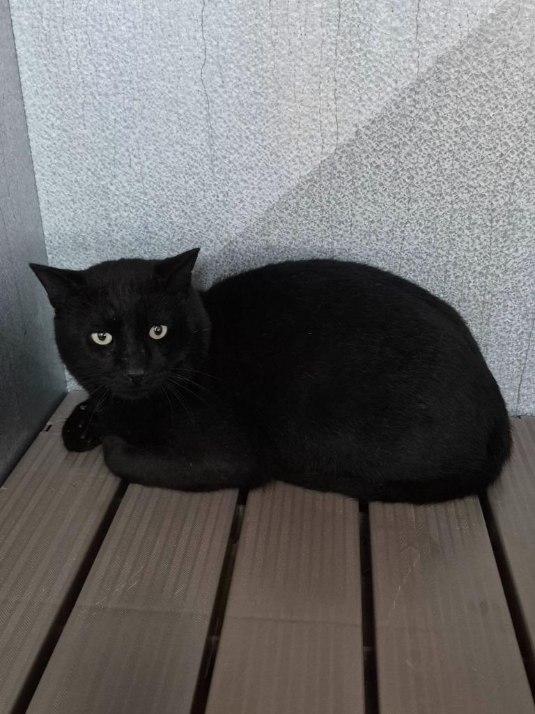 Merlin, Adoptable, Young Male Domestic Short Hair.