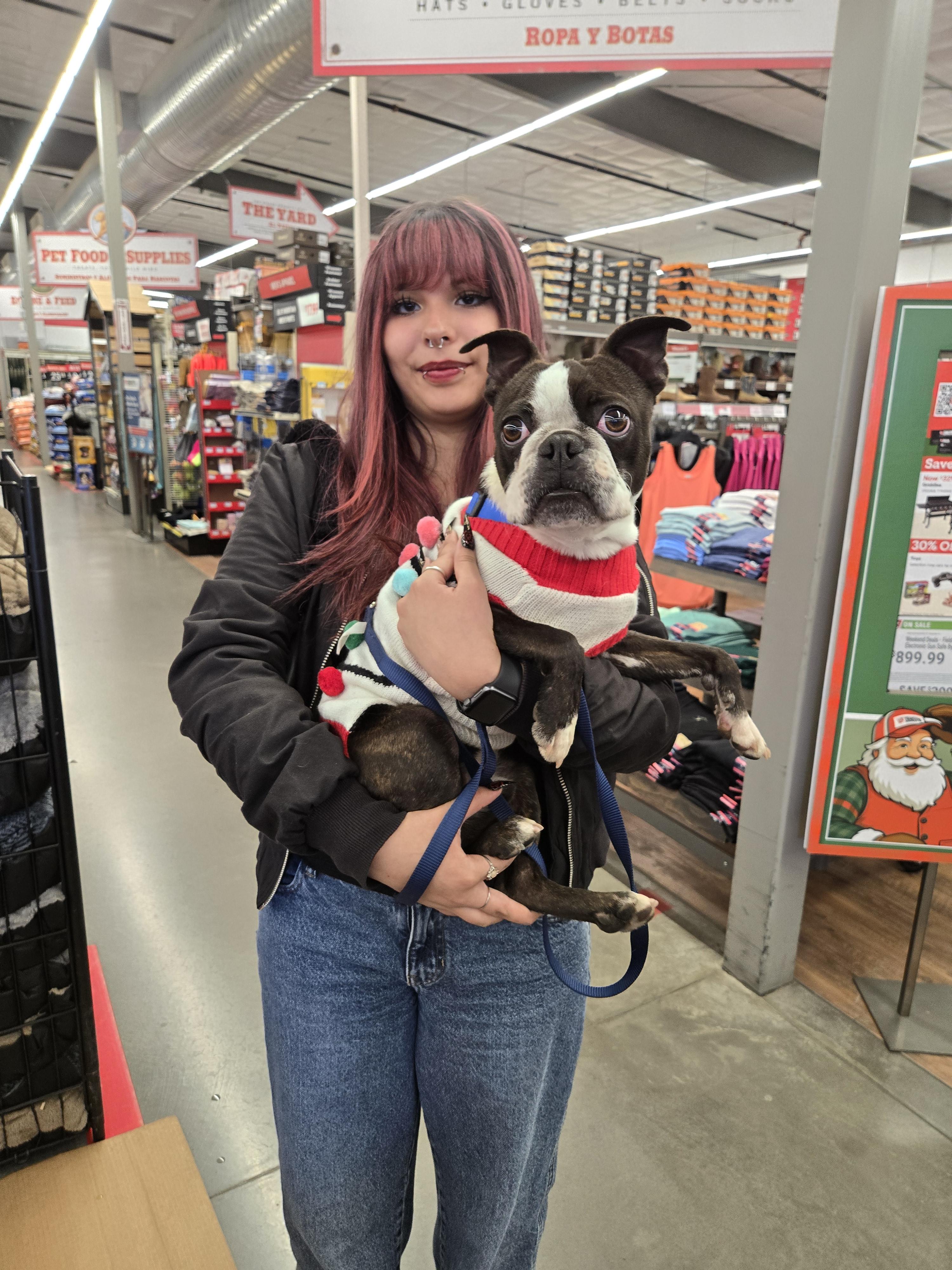 Enlarge Bruno, an adopted Boston Terrier in Nogales, AZ image 3/3