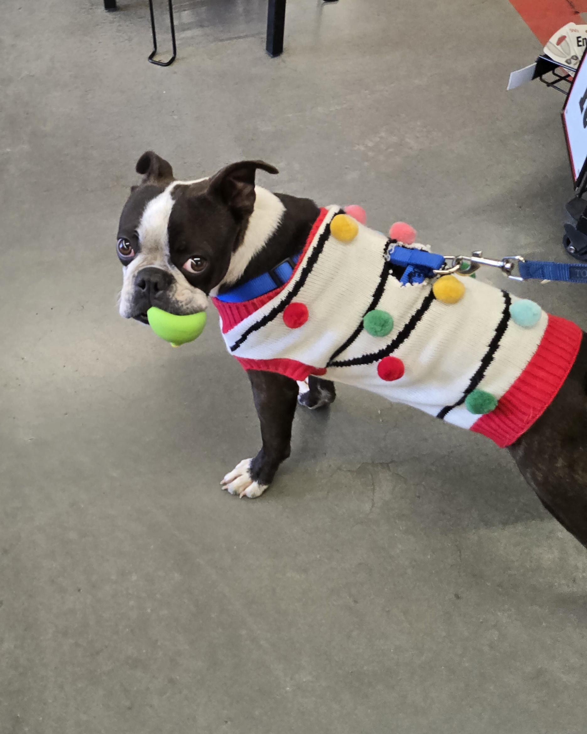 Enlarge Bruno, an adopted Boston Terrier in Nogales, AZ image 2/3