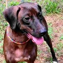 Enlarge Roxy, a Adoptable mixed breed in Chelmsford, MA image 2/5