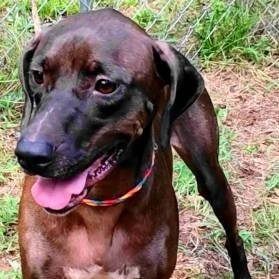 Enlarge Roxy, a Adoptable mixed breed in Chelmsford, MA image 5/5