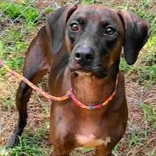 Enlarge Roxy, a Adoptable mixed breed in Chelmsford, MA image 1/5