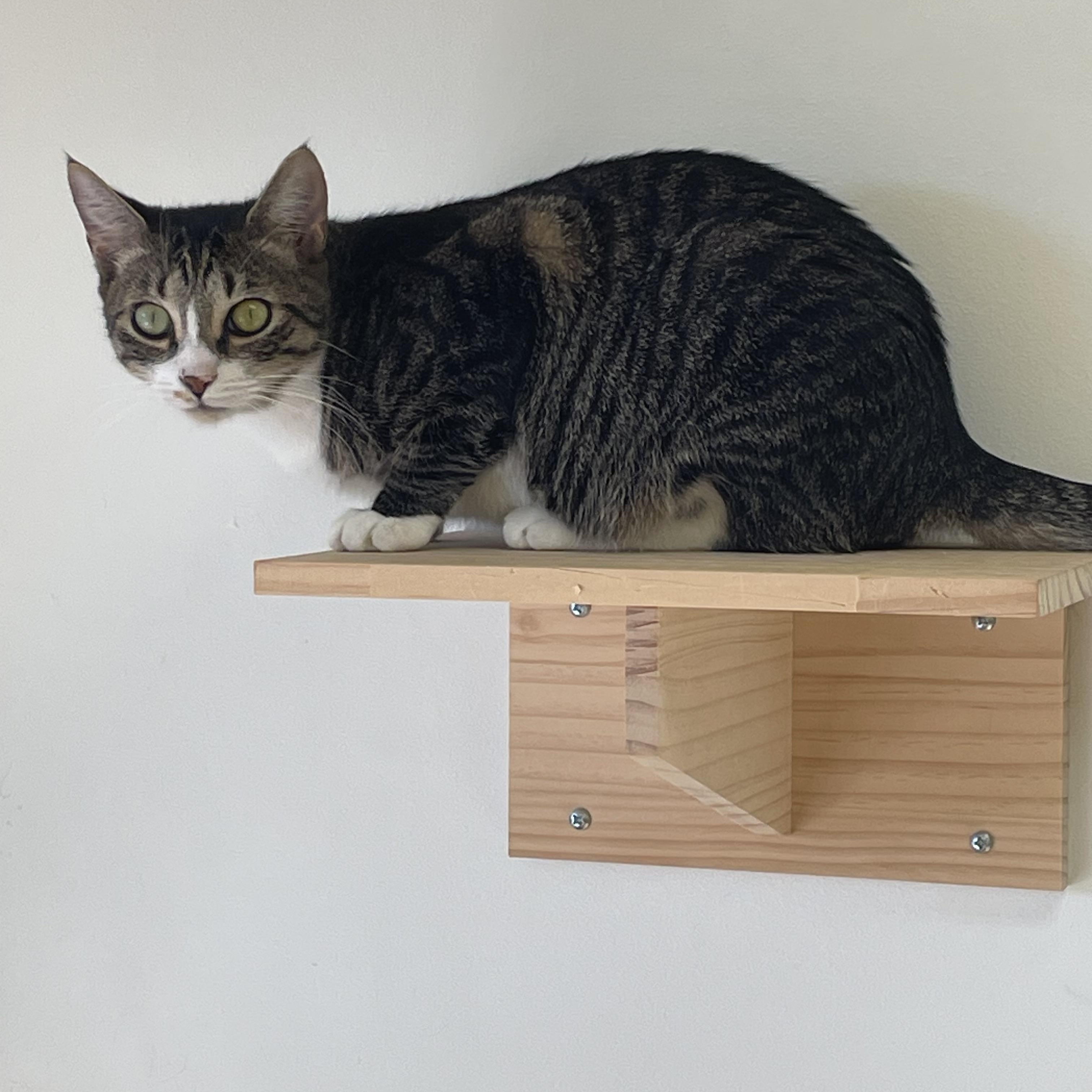 Enlarge Jackpot!, a Adoptable Tabby in South Daytona, FL image 4/5