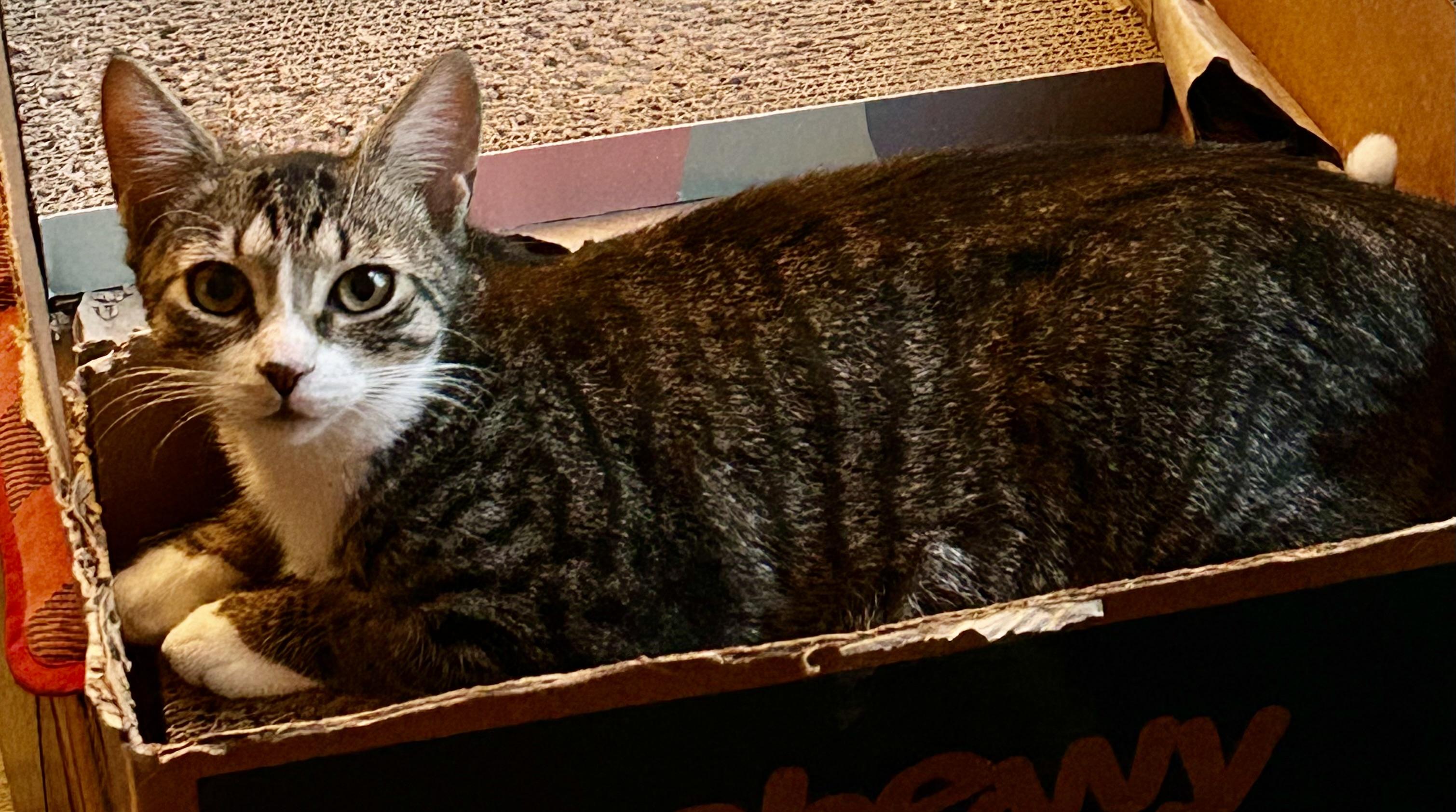 Enlarge Jackpot!, a Adoptable Tabby in South Daytona, FL image 5/5