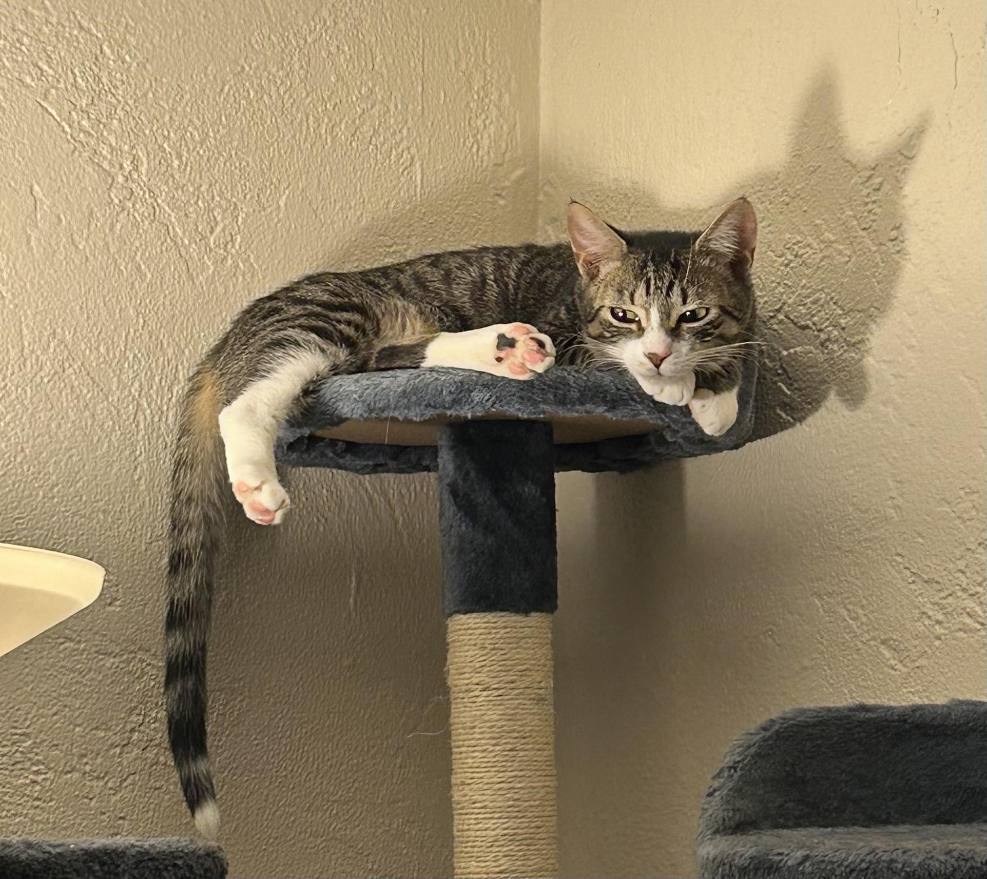 Enlarge Jackpot!, a Adoptable Tabby in South Daytona, FL image 2/5