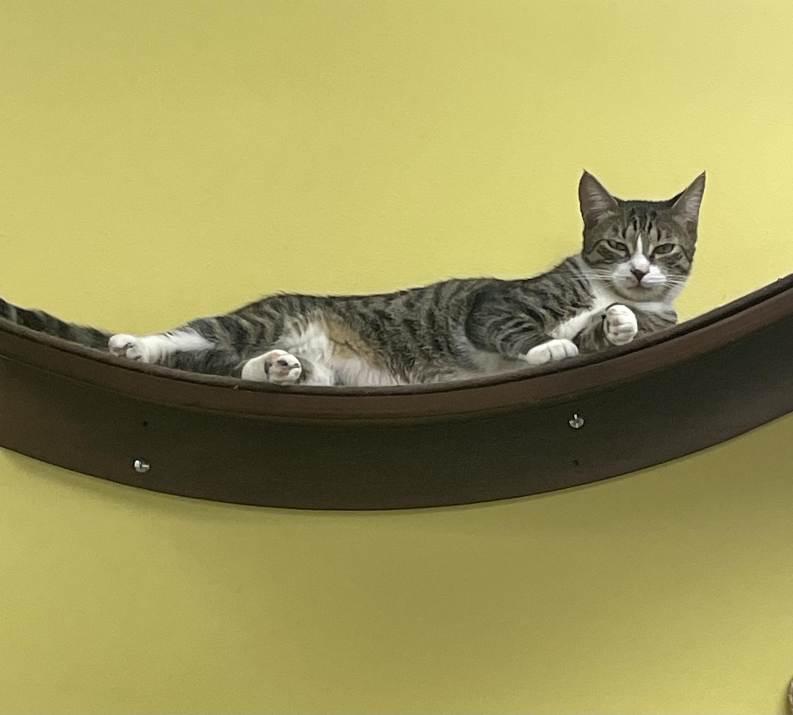 Enlarge Jackpot!, a Adoptable Tabby in South Daytona, FL image 1/5