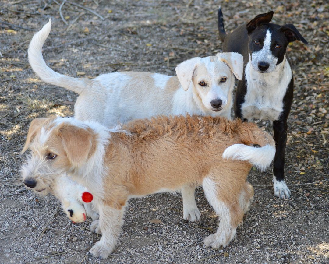 Amelia, Adopted, Young Female Border Collie.