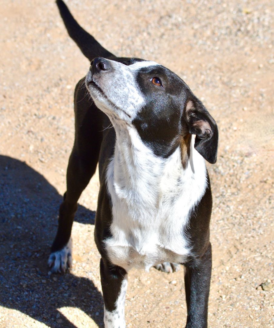 Enlarge Amelia, a Adopted mixed breed in Oracle, AZ image 2/6