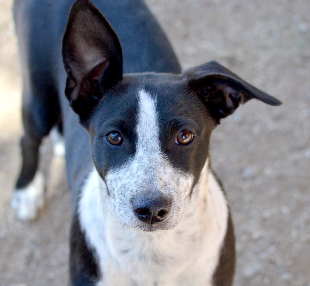 Enlarge Amelia, a Adopted mixed breed in Oracle, AZ image 3/6