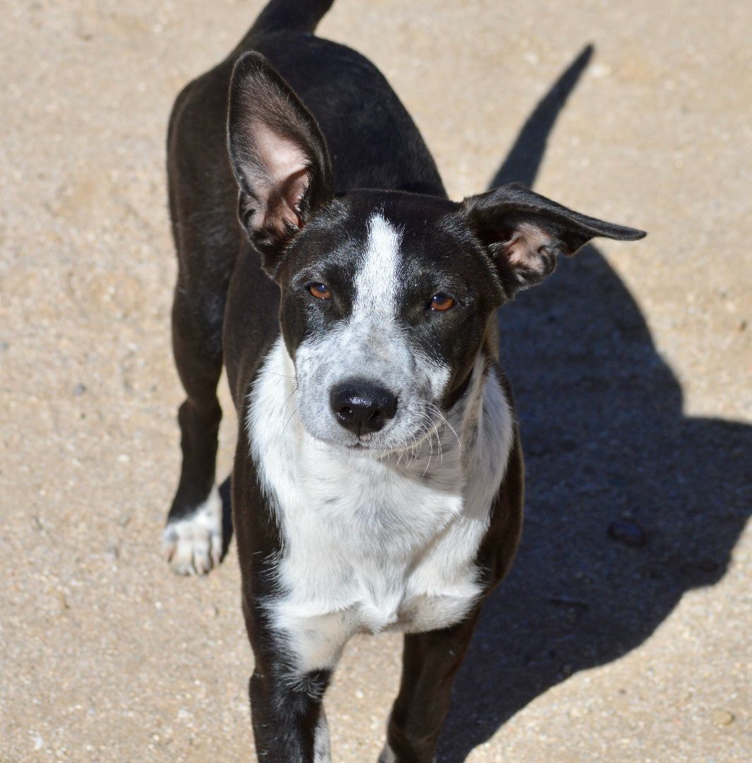 Enlarge Amelia, a Adopted mixed breed in Oracle, AZ image 4/6