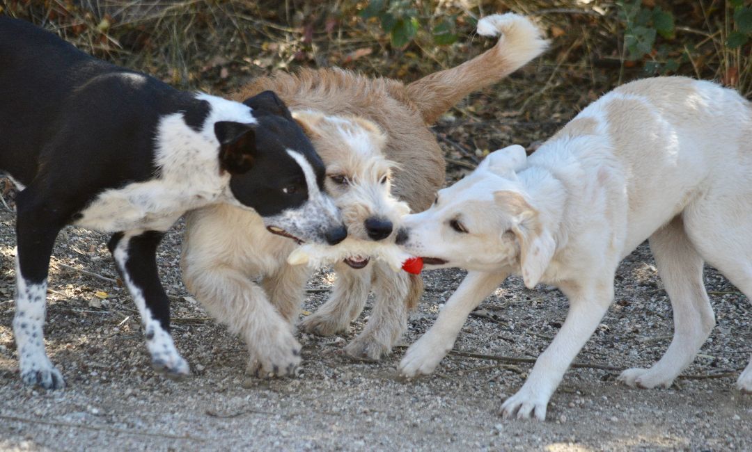 Enlarge Amelia, a Adopted mixed breed in Oracle, AZ image 5/6