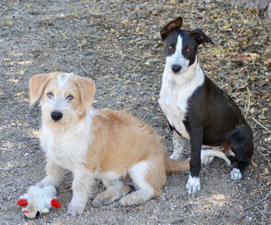 Amelia, Adopted, Young Female Border Collie.