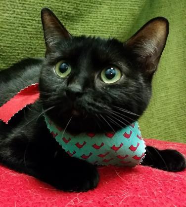 Snow, Adoptable, Adult Female Domestic Short Hair & Domestic Short Hair.