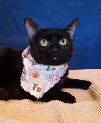 Enlarge Snow, a Adoptable mixed breed in New Albany, IN image 2/3