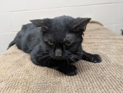 Enlarge Snow, a Adoptable mixed breed in New Albany, IN image 3/3