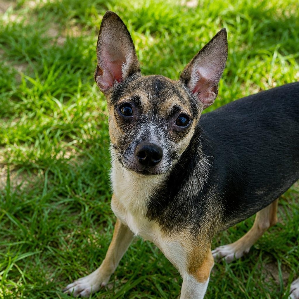 Enlarge Sweetie 1762, an adoptable Chihuahua in Boca Raton, FL image 1/3