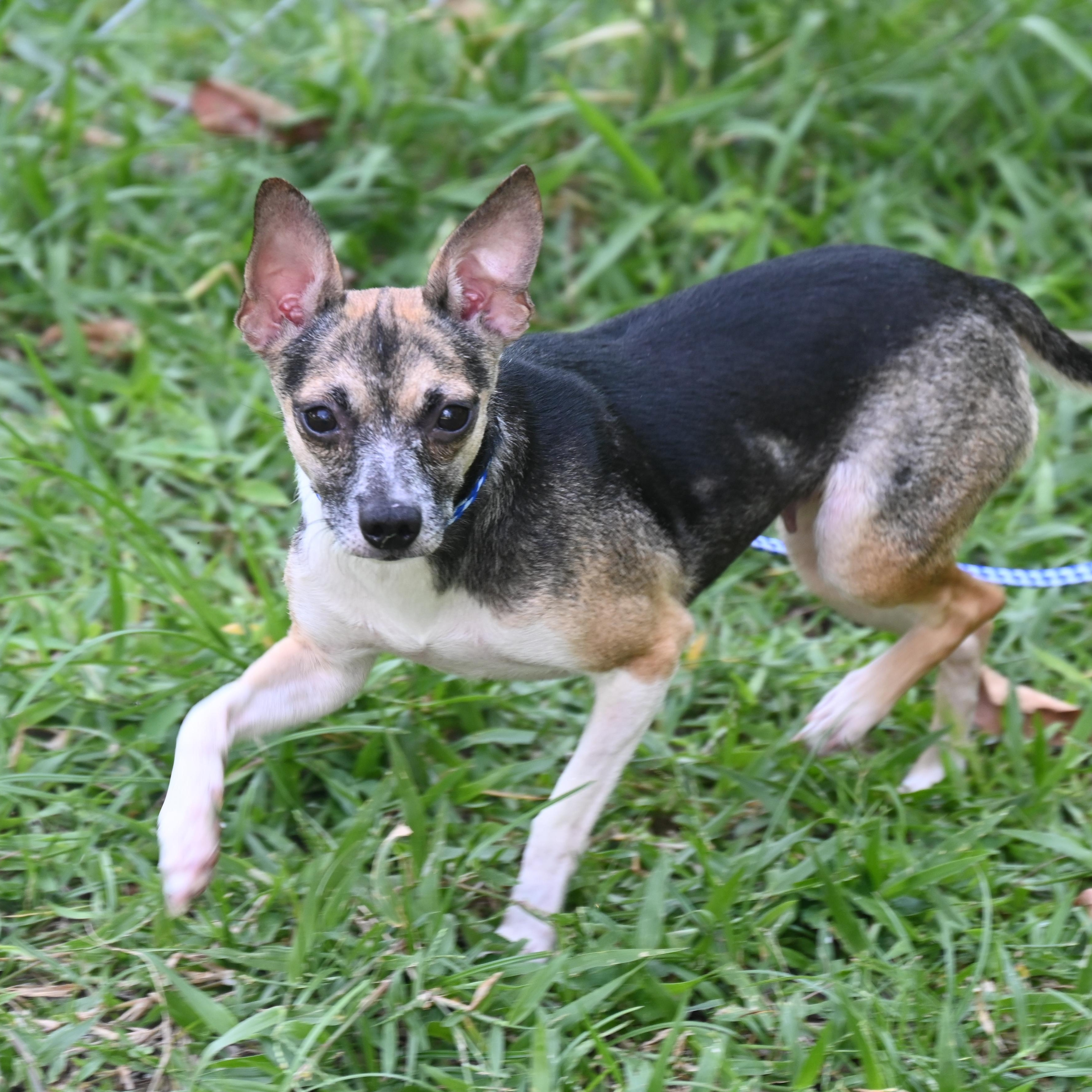 Enlarge Sweetie 1762, an adoptable Chihuahua in Boca Raton, FL image 3/3