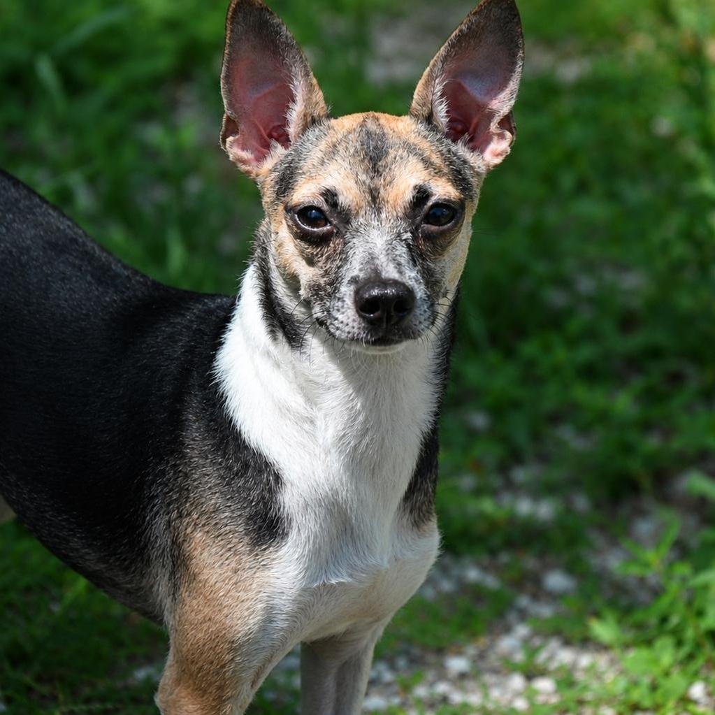 Enlarge Sweetie 1762, an adoptable Chihuahua in Boca Raton, FL image 2/3