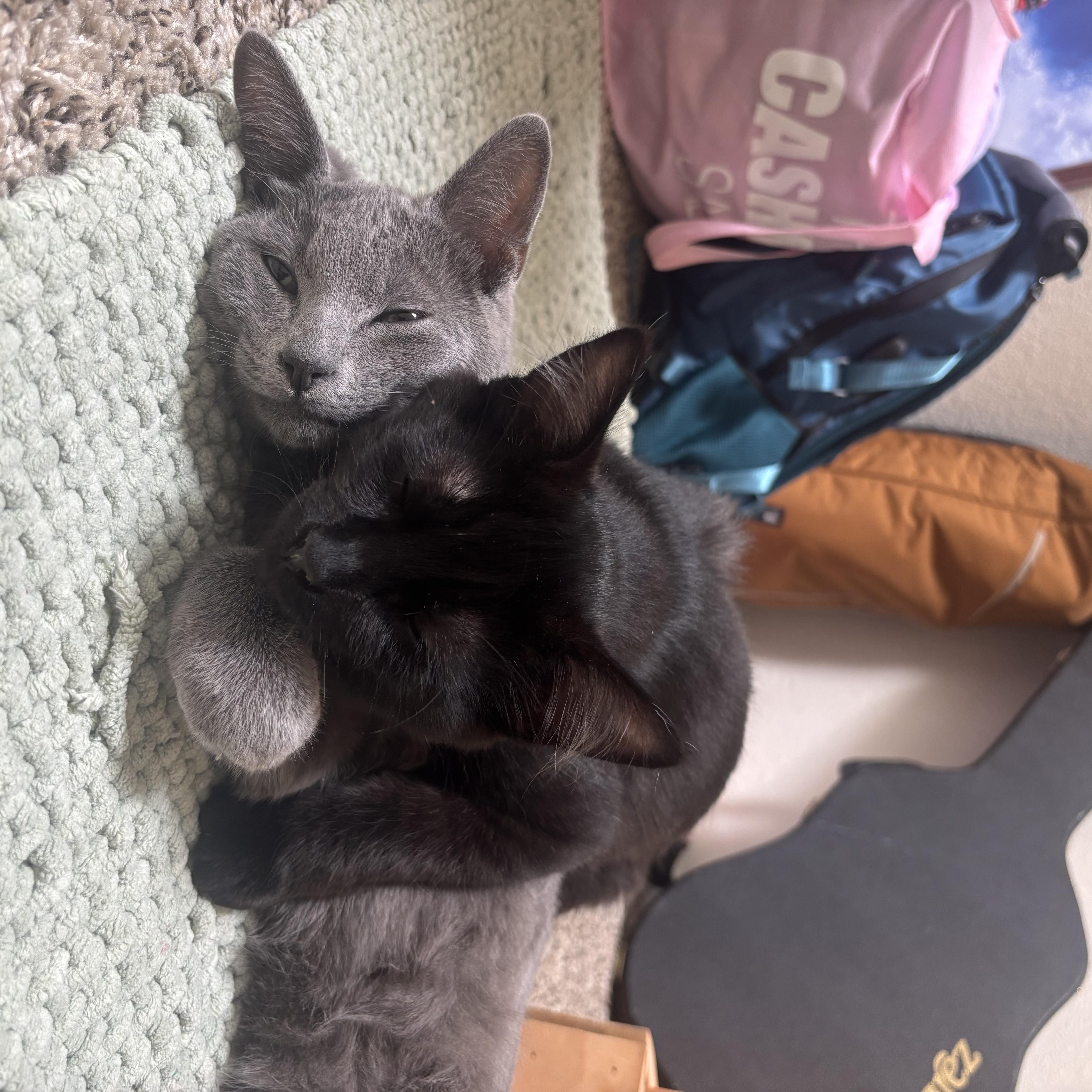Enlarge Atticus Finch, a Adopted American Shorthair in Davis, CA image 5/5