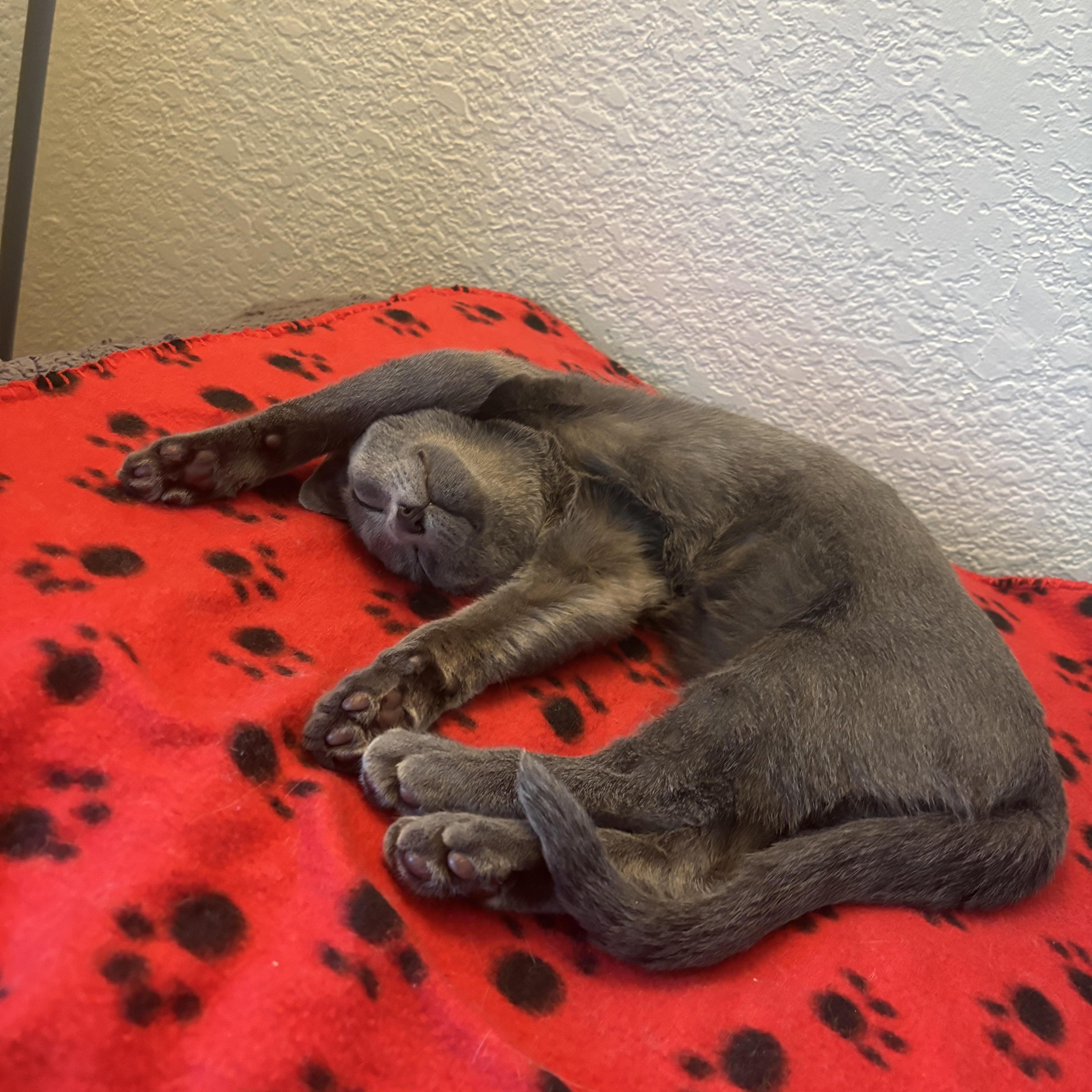 Atticus Finch, Adopted, Kitten Male American Shorthair.