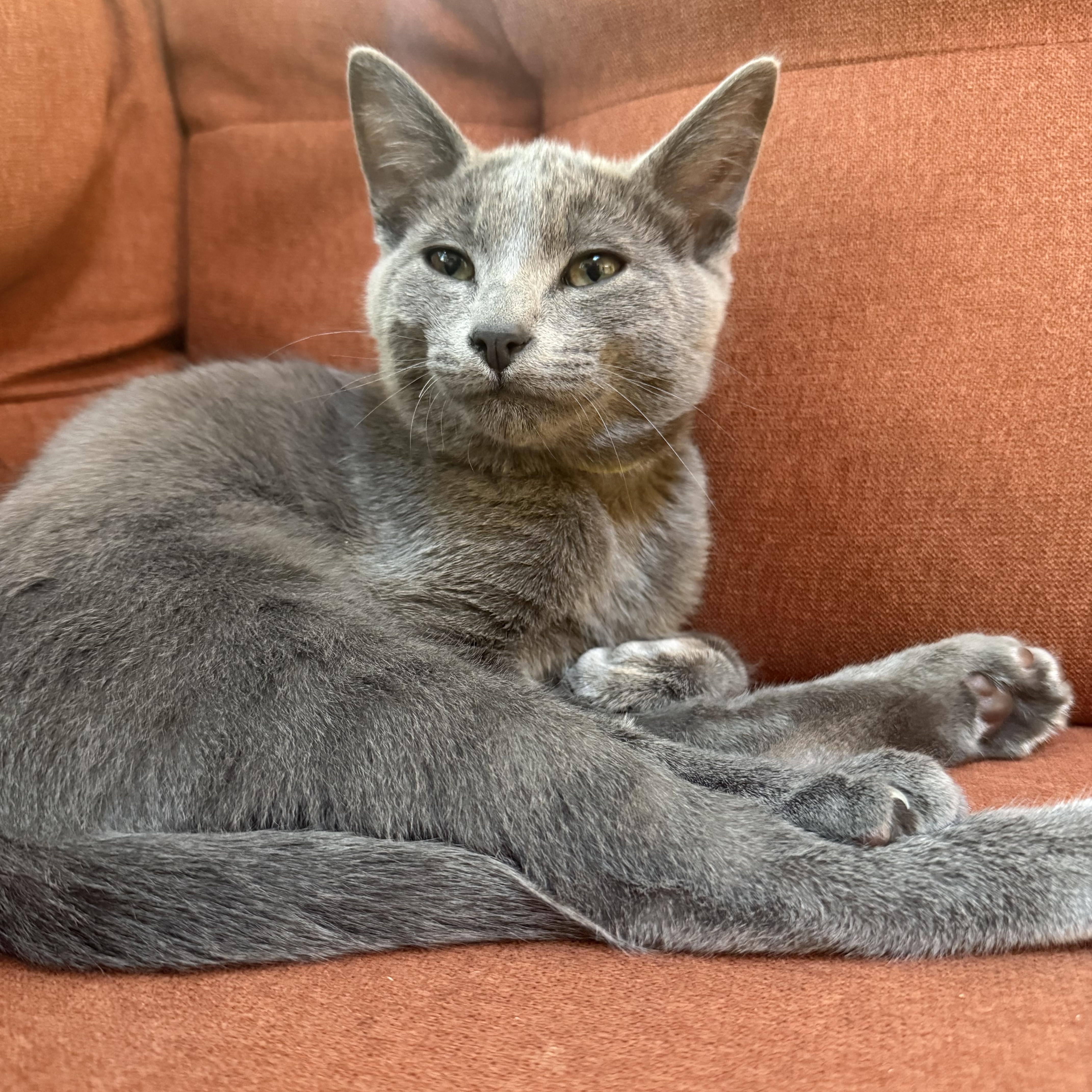 Enlarge Atticus Finch, a Adopted American Shorthair in Davis, CA image 2/5